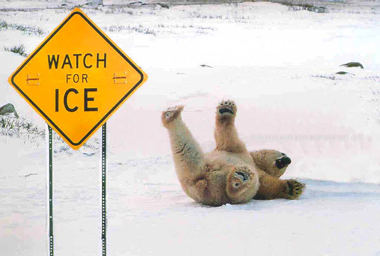 funny-polar-bear-fall-snow