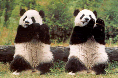 panda-dance